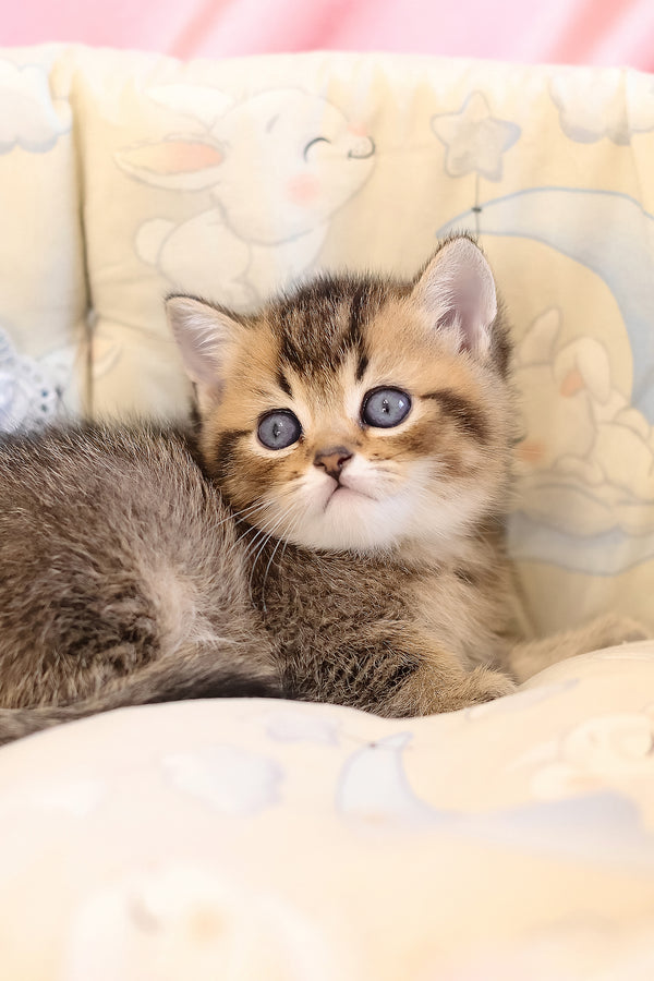 Emir | Scottish Straight Kitten