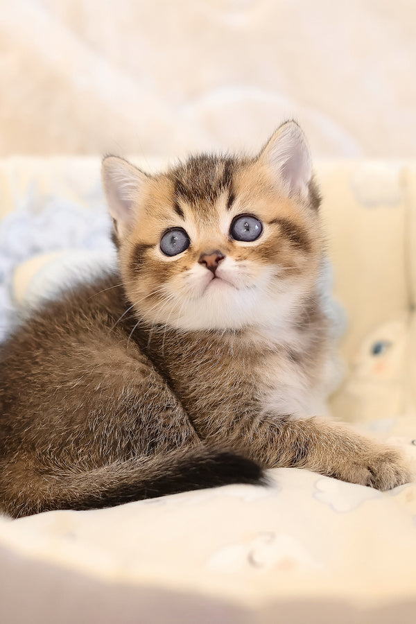 Emir | Scottish Straight Kitten