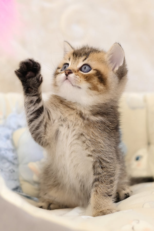Emir | Scottish Straight Kitten