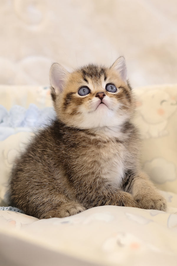 Emir | Scottish Straight Kitten