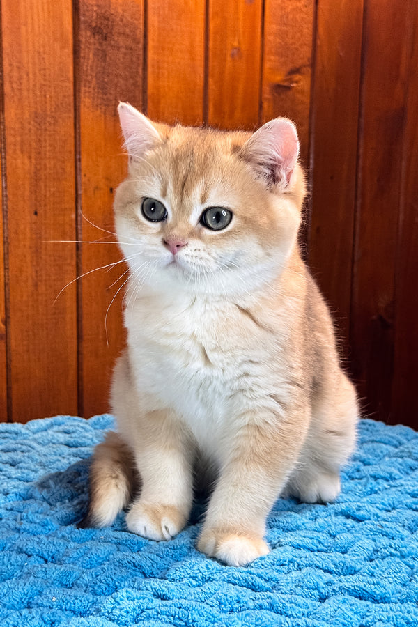 Eric | Scottish Straight Kitten