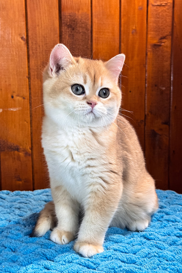 Eric | Scottish Straight Kitten