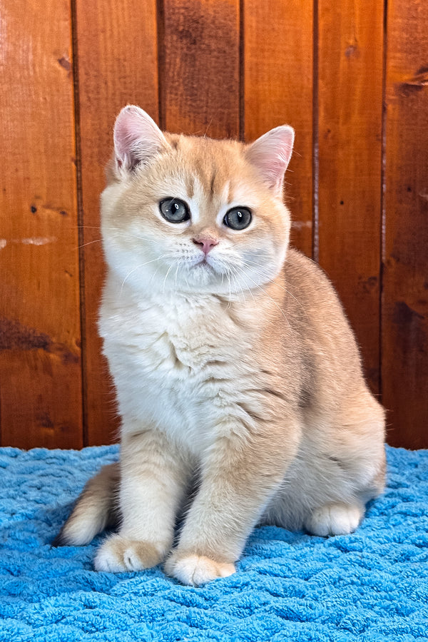 Eric | Scottish Straight Kitten