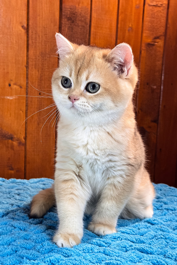 Eric | Scottish Straight Kitten