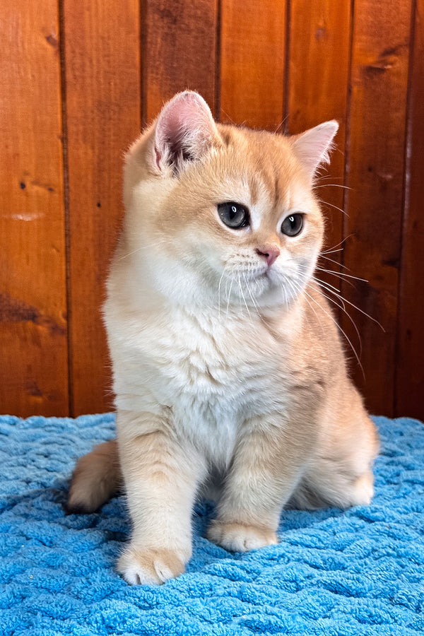 Eric | Scottish Straight Kitten