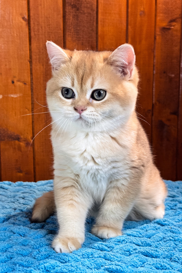 Eric | Scottish Straight Kitten