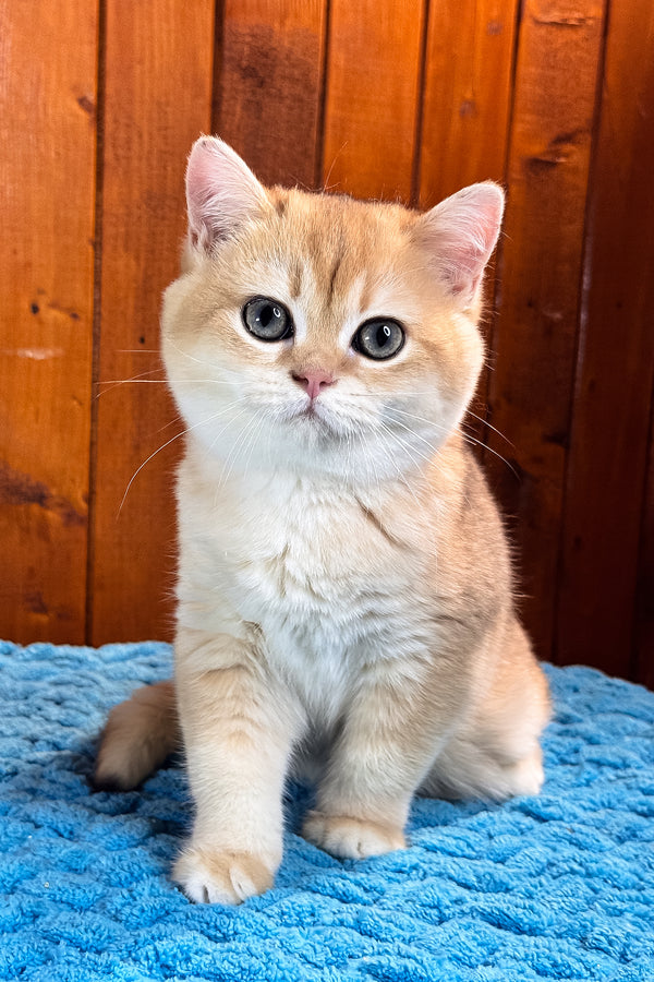 Eric | Scottish Straight Kitten