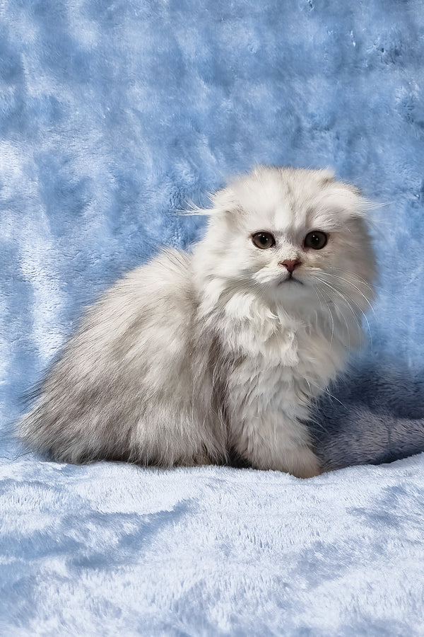 Erik | Scottish Fold Longhair Kitten