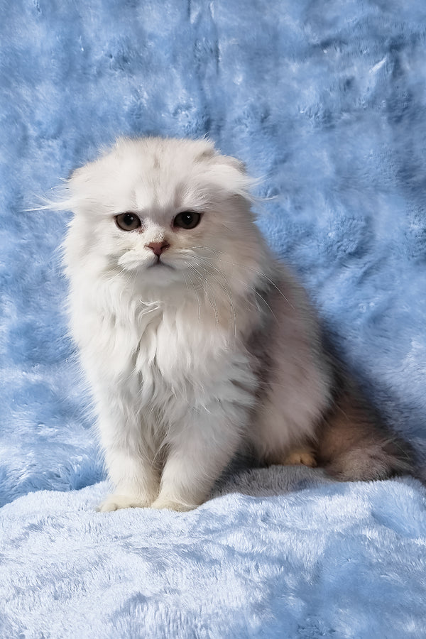 Erik | Scottish Fold Longhair Kitten