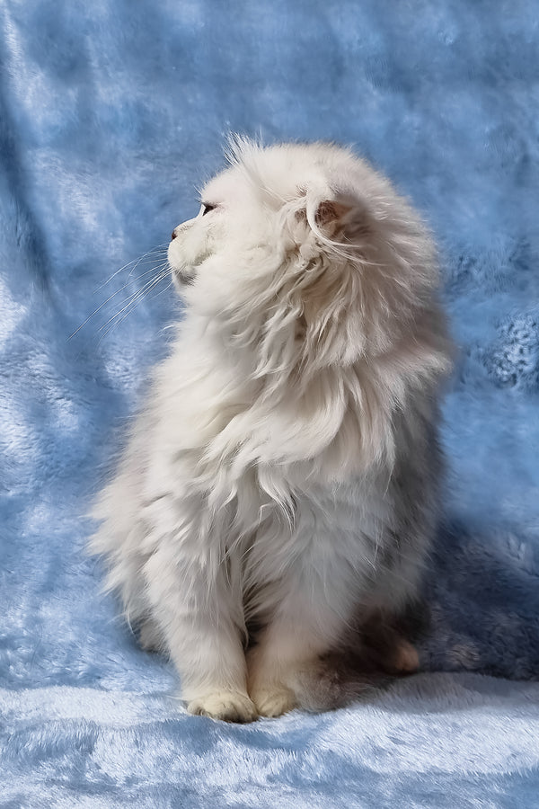 Erik | Scottish Fold Longhair Kitten