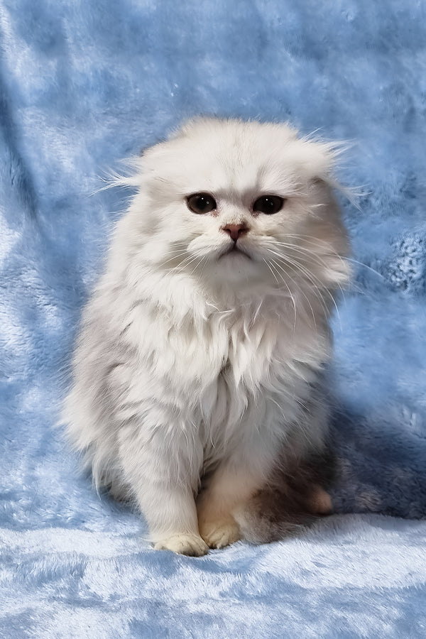 Erik | Scottish Fold Longhair Kitten