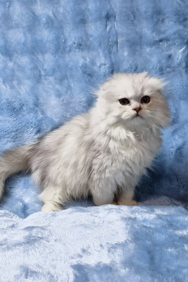 Erik | Scottish Fold Longhair Kitten