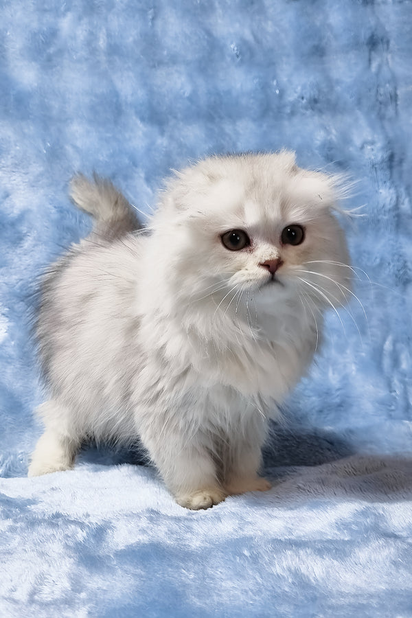 Erik | Scottish Fold Longhair Kitten