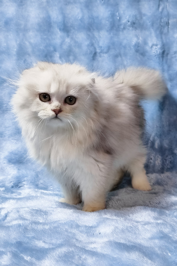 Erik | Scottish Fold Longhair Kitten