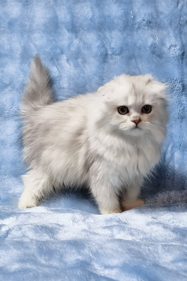 Erik | Scottish Fold Longhair Kitten