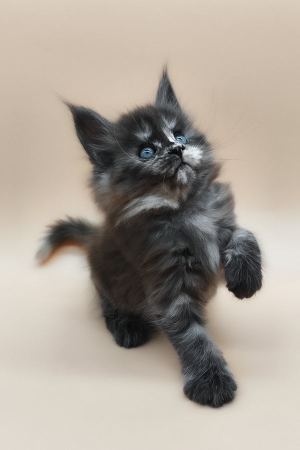 Erika | Maine Coon Kitten