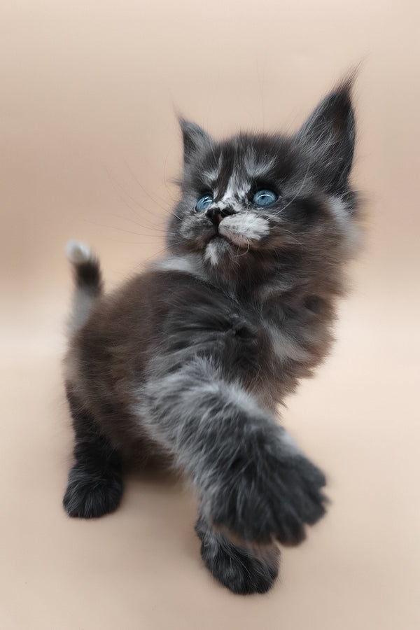 Erika | Maine Coon Kitten