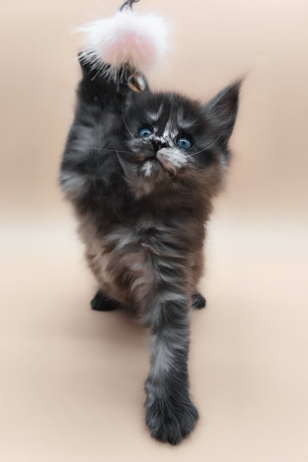 Erika | Maine Coon Kitten