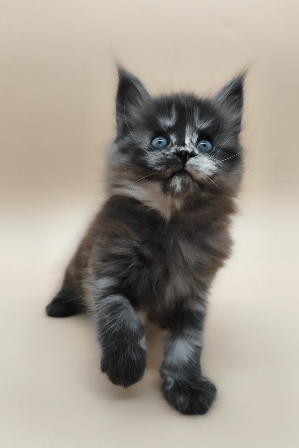 Erika | Maine Coon Kitten