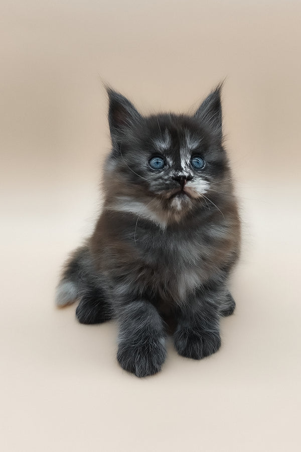 Erika | Maine Coon Kitten