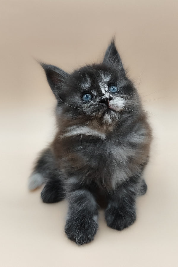 Erika | Maine Coon Kitten