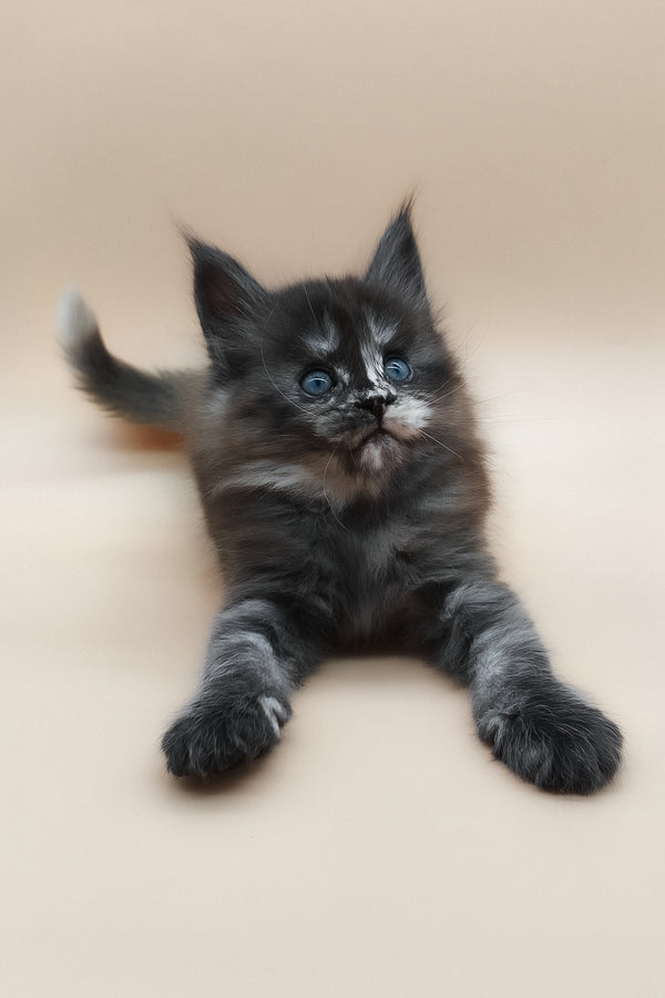 Erika | Maine Coon Kitten