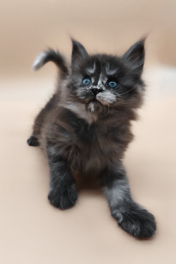 Erika | Maine Coon Kitten