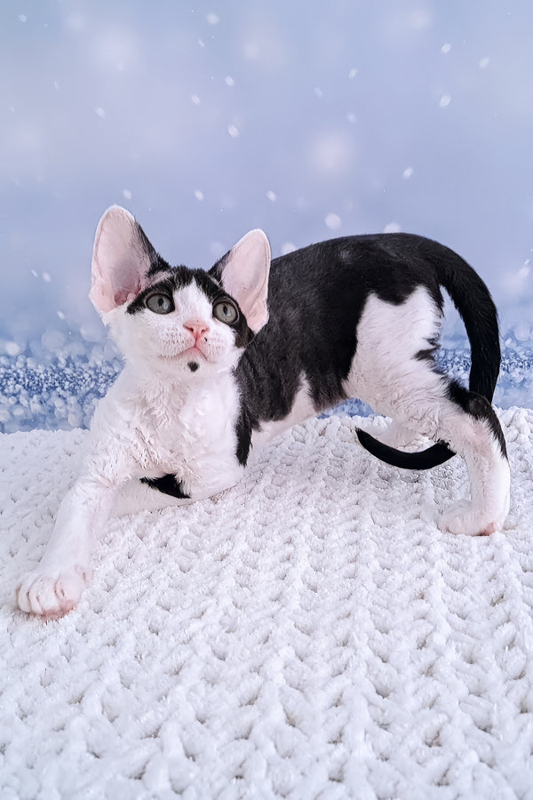 Esenia | Devon Rex Kitten