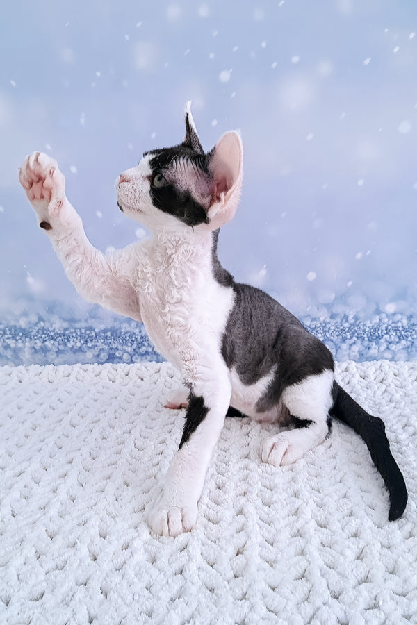 Esenia | Devon Rex Kitten