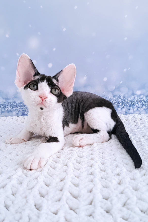 Esenia | Devon Rex Kitten