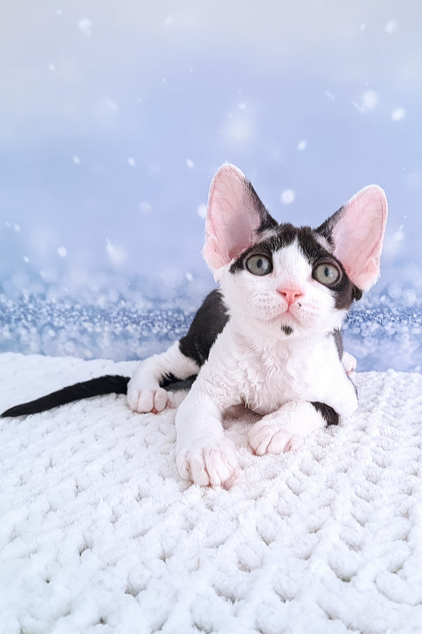 Esenia | Devon Rex Kitten