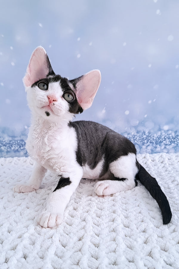 Esenia | Devon Rex Kitten