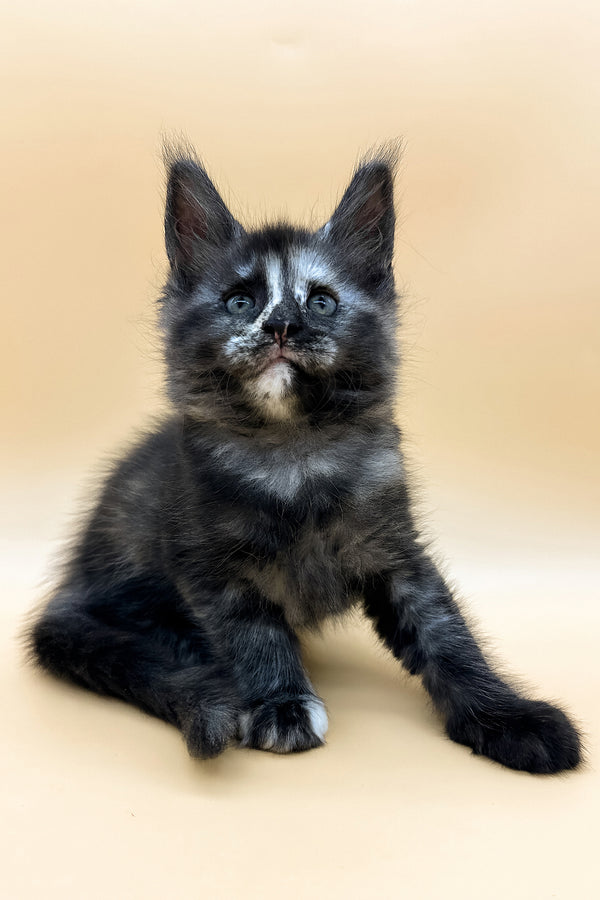 Esenya | Maine Coon Kitten