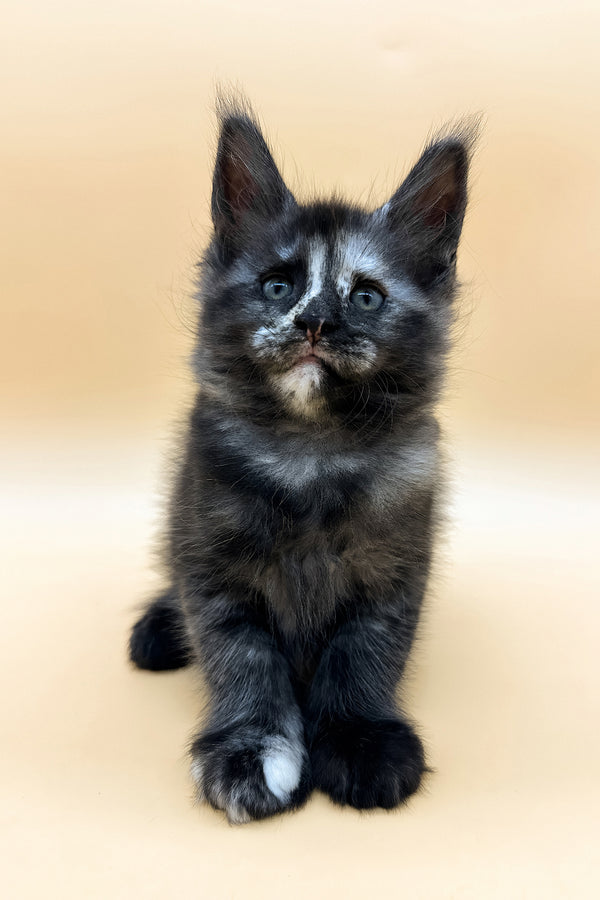 Esenya | Maine Coon Kitten