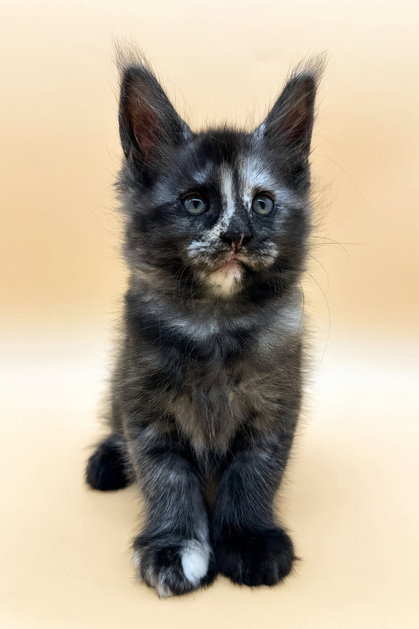Esenya | Maine Coon Kitten