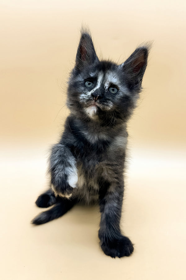 Esenya | Maine Coon Kitten