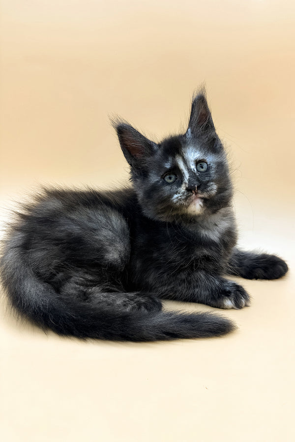 Esenya | Maine Coon Kitten