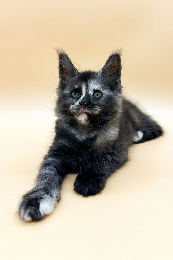 Esenya | Maine Coon Kitten