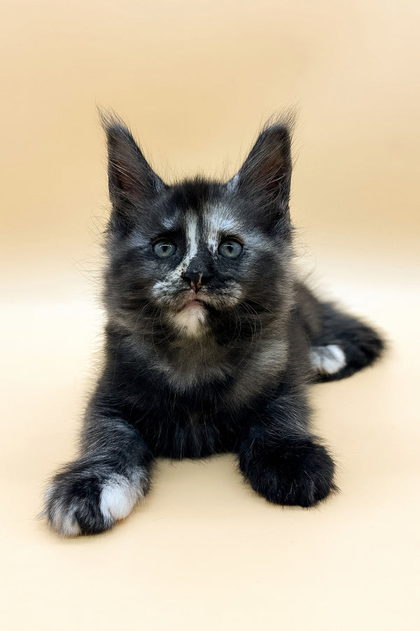 Esenya | Maine Coon Kitten