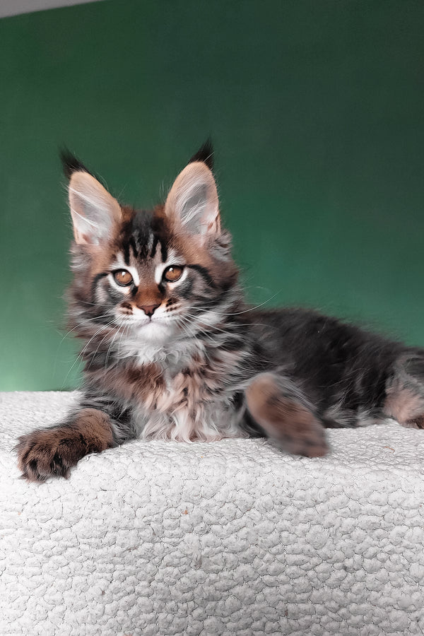 Eureka | Maine Coon Kitten