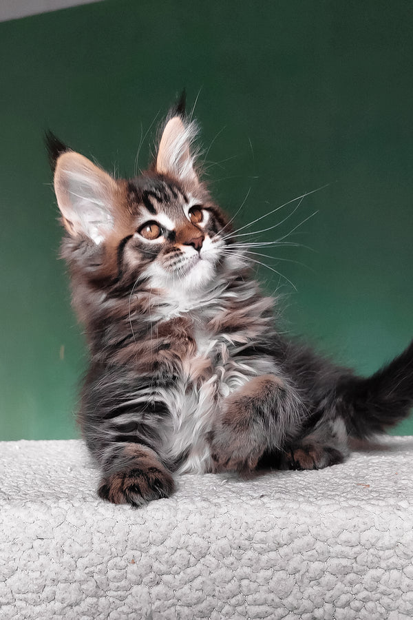 Eureka | Maine Coon Kitten