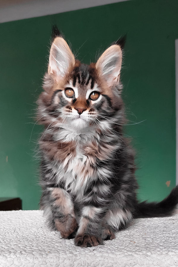 Eureka | Maine Coon Kitten