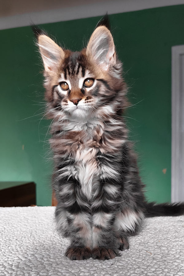 Eureka | Maine Coon Kitten