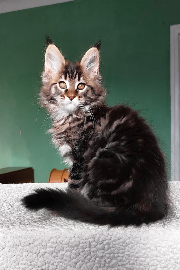 Eureka | Maine Coon Kitten