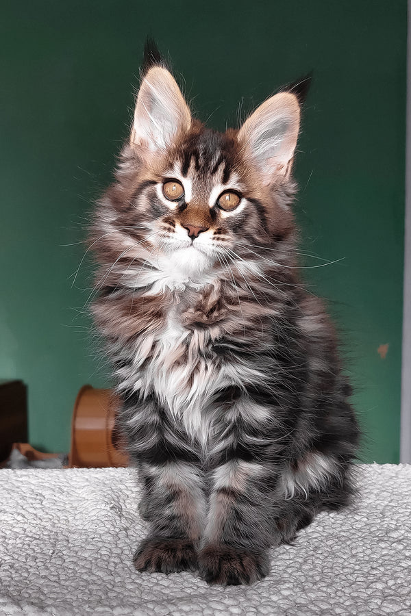 Eureka | Maine Coon Kitten
