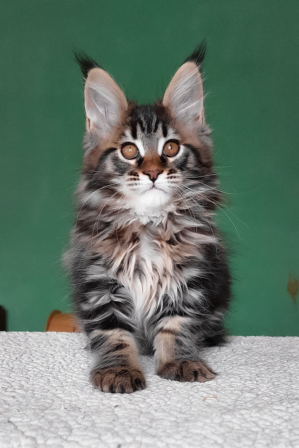 Eureka | Maine Coon Kitten