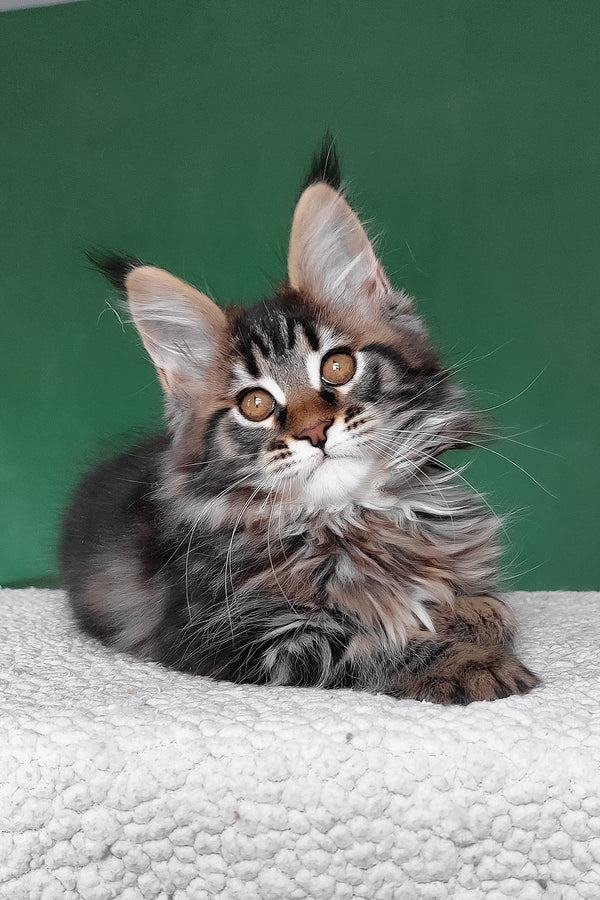 Eureka | Maine Coon Kitten