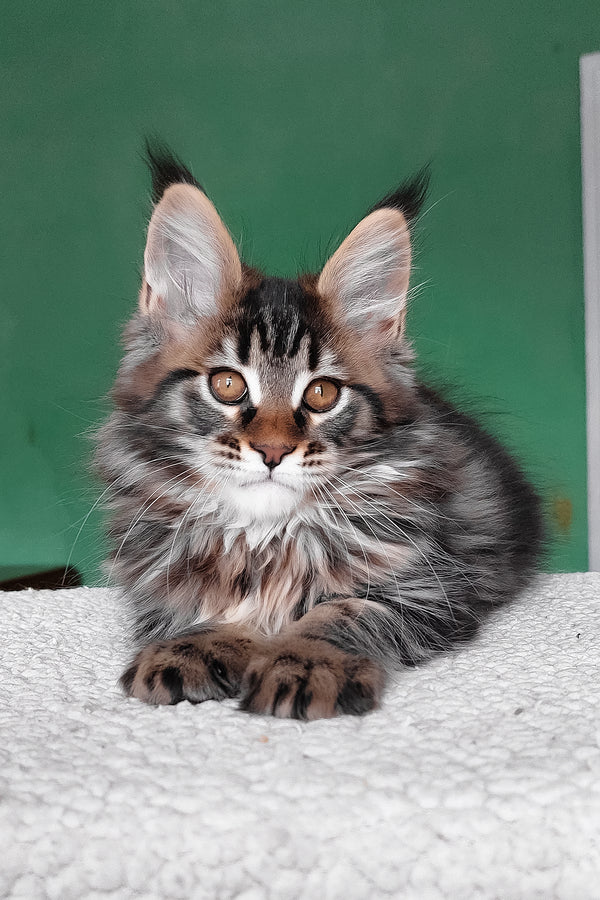 Eureka | Maine Coon Kitten