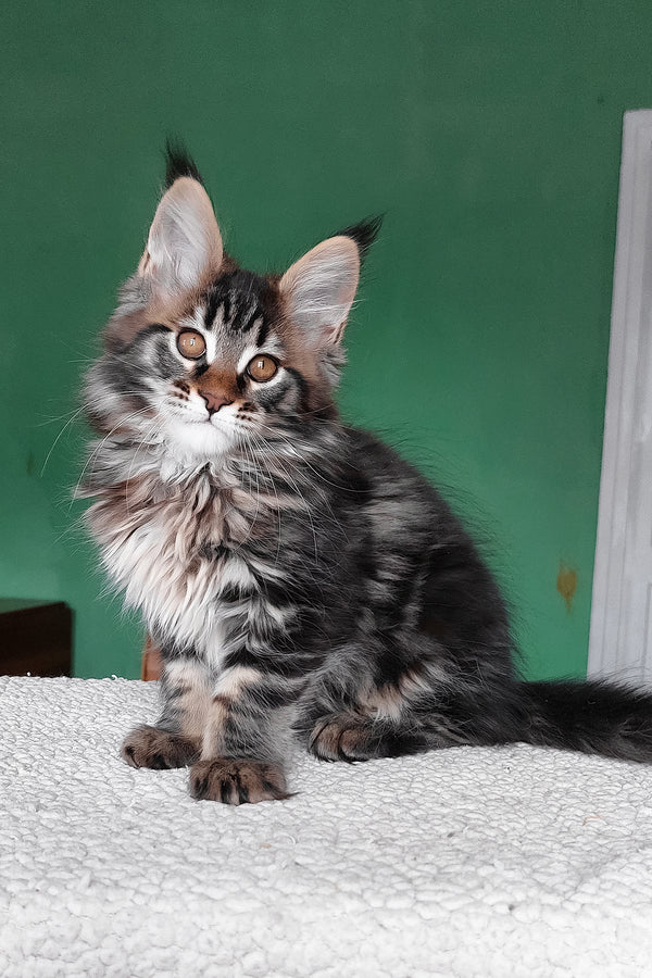Eureka | Maine Coon Kitten