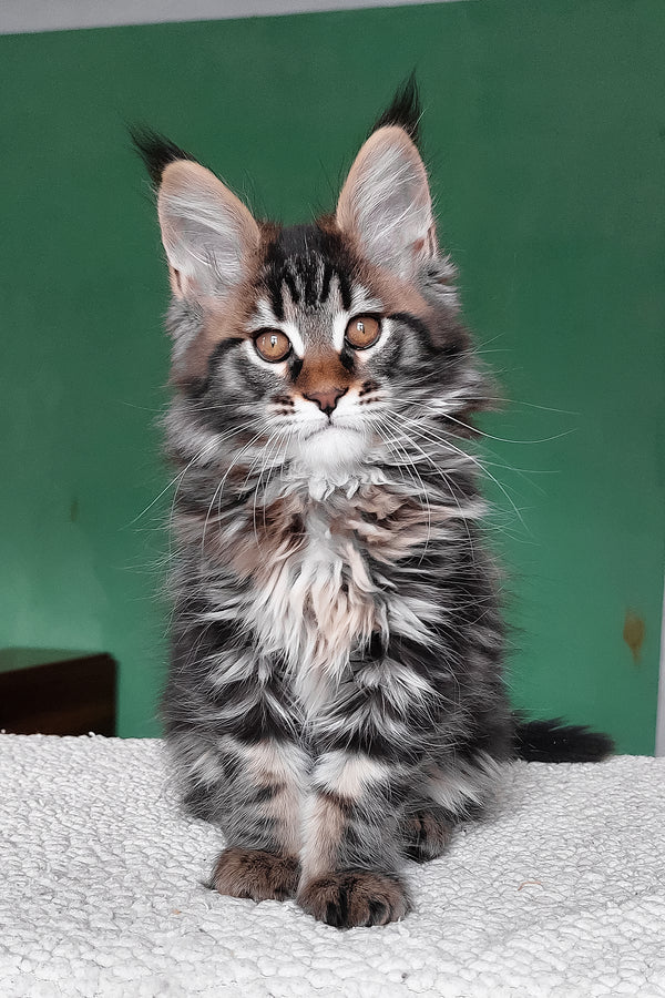 Eureka | Maine Coon Kitten